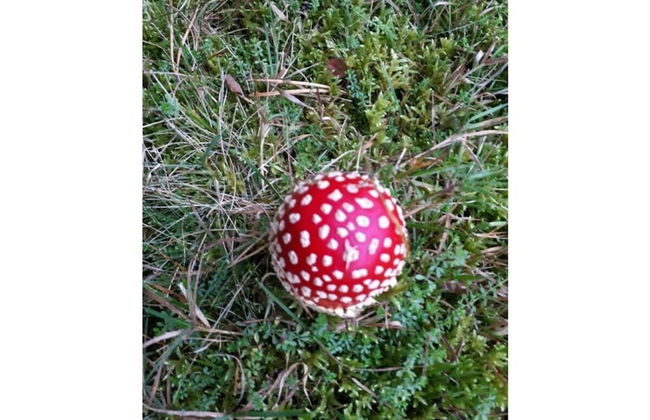 Holiday Apartment Owl's Nest - Foto 20