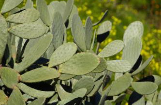 Residence Mersa - Foto 55