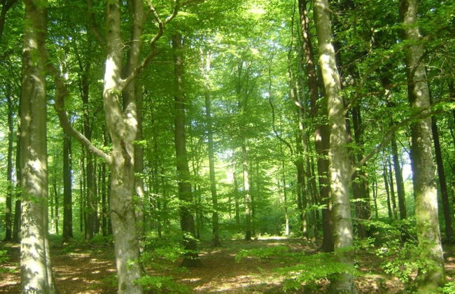 Stavelot Sauna & Garden Stay - Foto 39