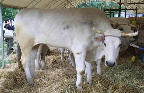 Agriturismo La Pietriccia - Foto 116