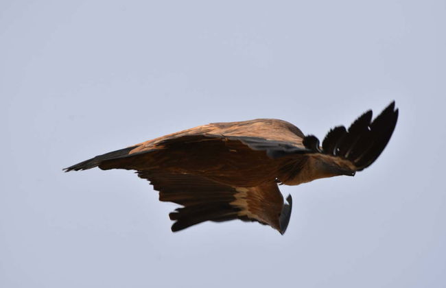 Observation d'oiseaux en Estrémadure - Photo 4