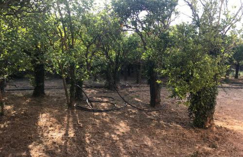 Serenity in the unique nature of Kampos, Chios - Foto 30