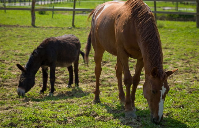 Agriturismo I Comelli - Foto 74