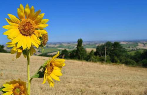 Comfortable villa lower level in Montelabbate with private pool - Photo 44