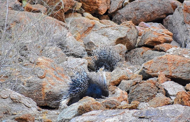 Solitaire Desert Farm - Foto 47