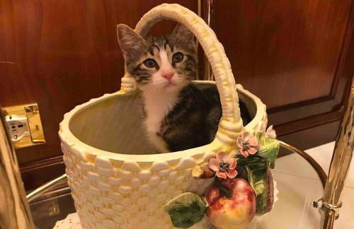 Appartamento - IRIS - Vallecrosia - Photo 42