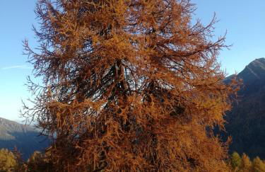 Angeli Dolomiti House - Foto 18