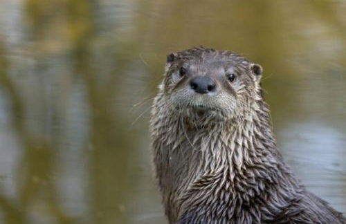 The Gardeners Cottage - Foto 28