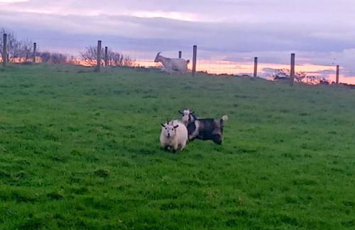 Secluded Converted Horsebox Retreat in Welcombe - Foto 25