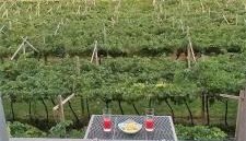 La Masera Holiday - Oliveto - Foto 5