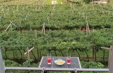 La Masera Holiday - Oliveto - Photo 5