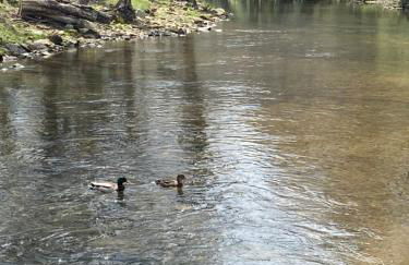 River Run Cottage Modern 2BR Waterfront Retreat in Linville Land Harbor - Foto 15