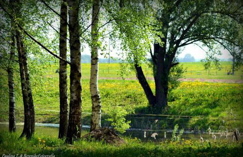 Stajnia Lisewo - Foto 13