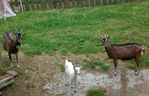 Sesvennahof - Foto 50