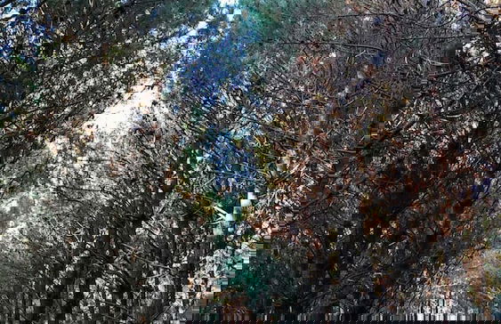 Casa de Verdes - In Cabana de Bergantinos - Photo 117