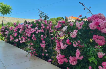 Apartments Simurina - Foto 20