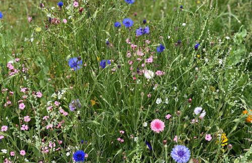 Bosun's Bude - Foto 28