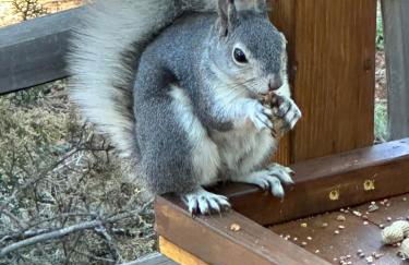 LilyBear Cabin - Foto 17