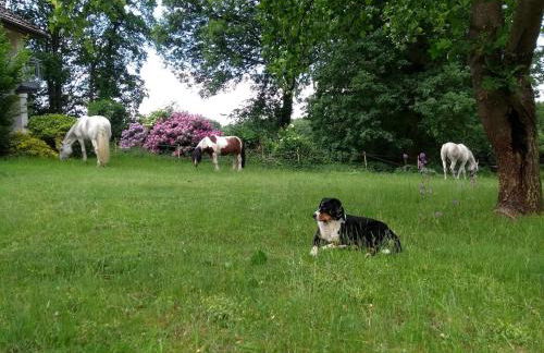 Mühlenbach Kotten- Bauernhofurlaub mit Hund und Pferd - Foto 7