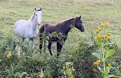 Sleeps 5-6 Near RRG-Hot Tub-Nice Sunrise-Quiet - Foto 74