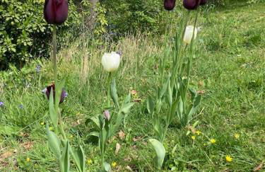 Cosy retreat in the heart of the Cotswolds. - Foto 4