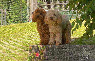 Casa Bosco - Photo 42