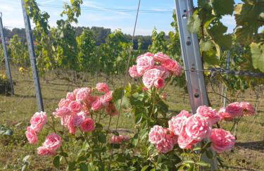 Port Stobno - Portowe Domki przy Winnicy - Foto 40