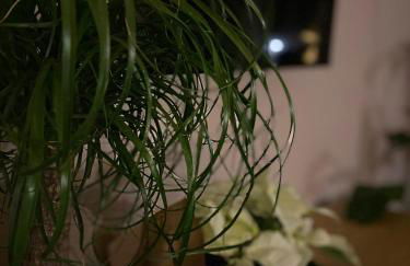 Dottie's Place - Foto 14