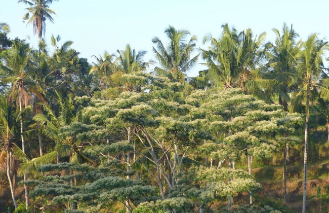 Bersila La Maison Du Bonheur - Foto 25