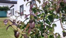 Pineapple Studio - Photo 2