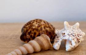 La Casetta del Ponte a due passi dal Mare - Foto 9