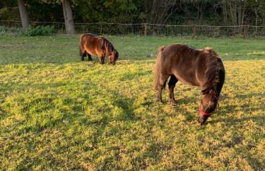Ferienwohnung Süderfeld - Foto 20