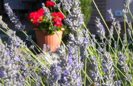 Agriturismo Il Cavicchio - Foto 17