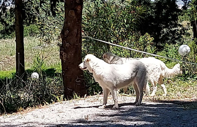 Chiosi Country Club - Foto 36