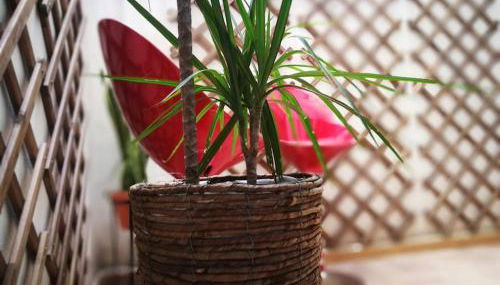 City center where Falla starts - Photo 5, Garden