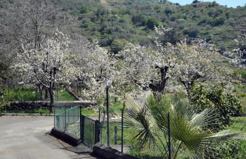 La terra dei ciliegi tra l'Etna e il mare di Taormina - Foto 21