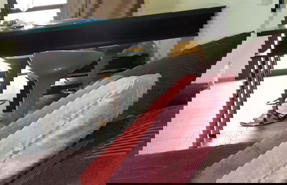 Cabanas Bonarda - Foto 10