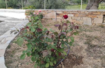 Chrysa's cottage house - Foto 37