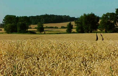 Forsthof Niendorf - Foto 26