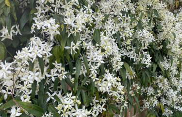 The Little Oak - tiny house with bed on mezzanine & terrace - from 1 to 4 p Disney, Paris & CDG - Foto 36