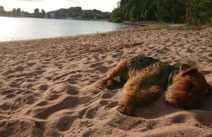 Ferienhaus Sunset - Foto 19