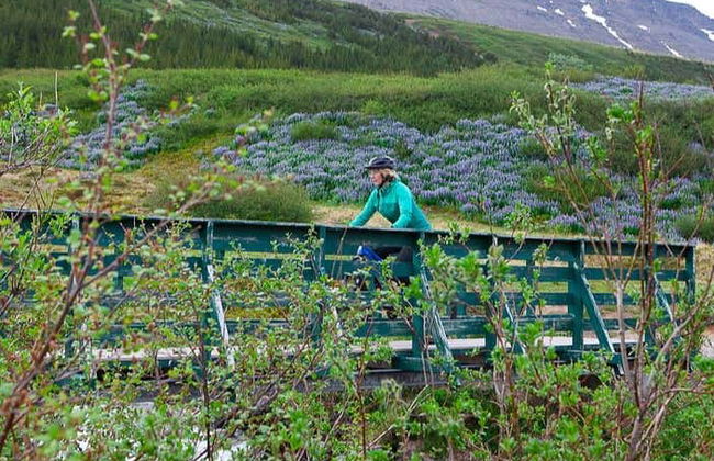 Tour de bicicleta e caiaque pelos Westfjords - Foto 5