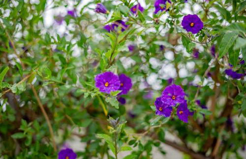 Peaceful Family Home with 3 Bedrooms and 2 Bathrooms - Photo 43