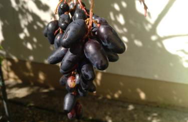 Kakteengarten - Foto 9