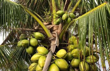 Raios de Sol Ville - Taipu de Fora -Casa com 2 Suítes - Foto 74