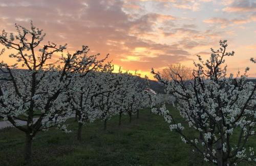 Holiday Apartment Kromer - Foto 55