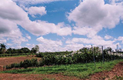 Recanto das Videiras - Casa em Vinícola - Foto 119