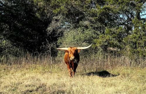 Relaxing Modern stay on a Ranch - Foto 67