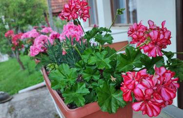 Apartman 1 RIBIČ - Foto 27