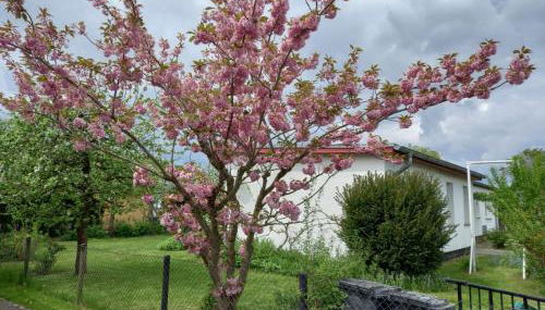 Ferienhaus Loissin - Foto 4, Garden, Garden view